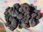 Valorizzazione del tartufo della Valceno